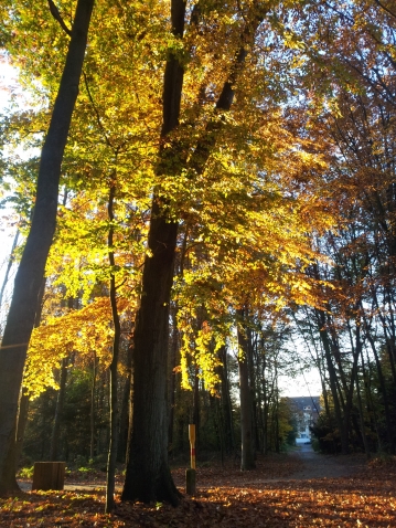 Осенние пейзажи Дюссельдорфа.