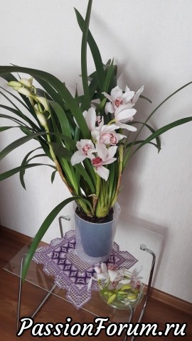 Но, к сожалению, цветок радовал не долго. То ли от падения у него случился стресс, то ли ему темно, то ли еще что-то, но он уже отцвел. Вместо обещанных 2х месяцев всего лишь 2 недели. Обидно(((( Уже пожалела что его купила, места занимает много и не известно захочет ли зацвести вновь. Лучше бы купил проверенные фаленопсисы, тем более что в магазине были необычные расцветки. Ну да ладно, после драки кулаками не машут. Буду надеяться на лучшее.И напоследок покажу вам свои фаленопсисы Но, к сожалению, цветок радовал не долго. То ли от падения у него случился стресс, то ли ему темно, то ли еще что-то, но он уже отцвел. Вместо обещанных 2х месяцев всего лишь 2 недели. Обидно(((( Уже пожалела что его купила, места занимает много и не известно захочет ли зацвести вновь. Лучше бы купил проверенные фаленопсисы, тем более что в магазине были необычные расцветки. Ну да ладно, после драки кулаками не машут. Буду надеяться на лучшее.И напоследок покажу вам свои фаленопсисы