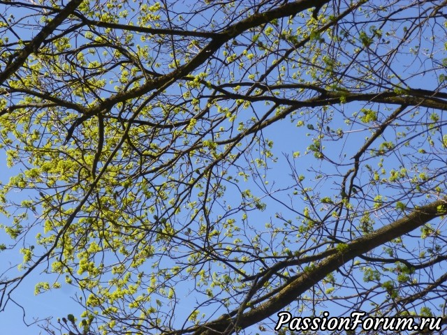 Клен цветет. Клен цветет.