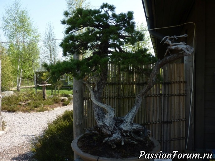 Японский сад в Литве