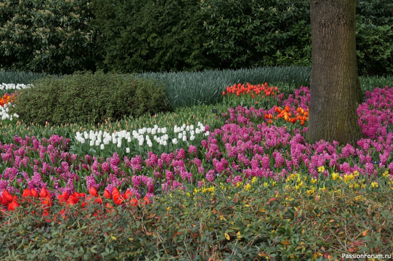 Впечатления из Кокенгоффа 23 (парк цветов)