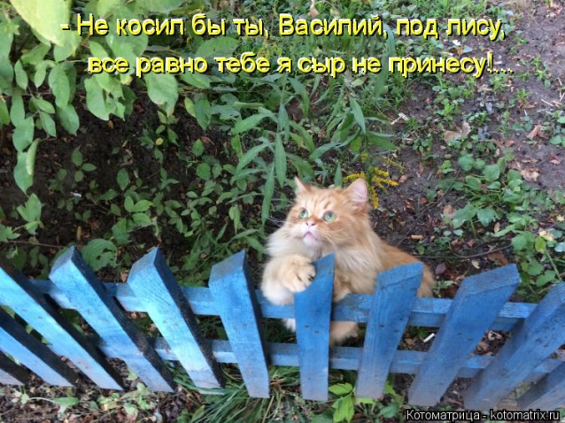 Котоматрица