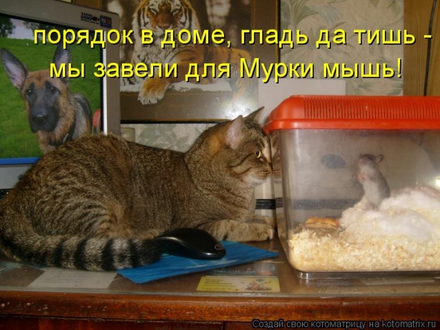 Котоматрица