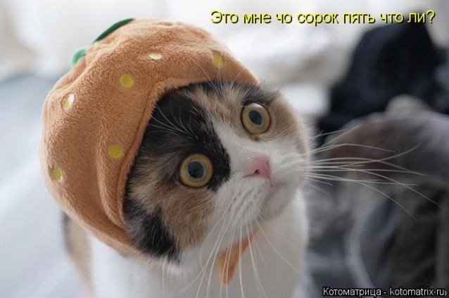 Котоматрица