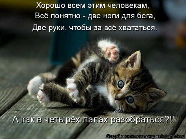 Котоматрица