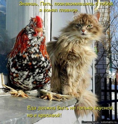 Котоматрица