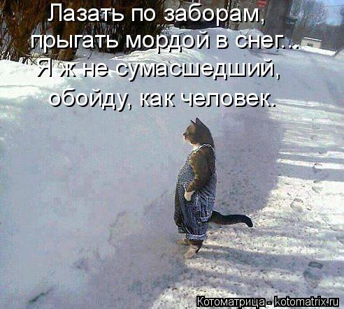 Котоматрица