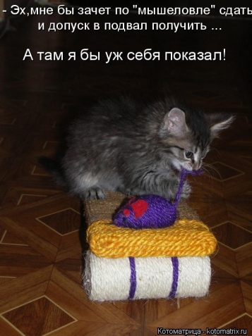 Котоматрица