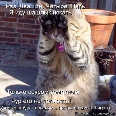 Котоматрица