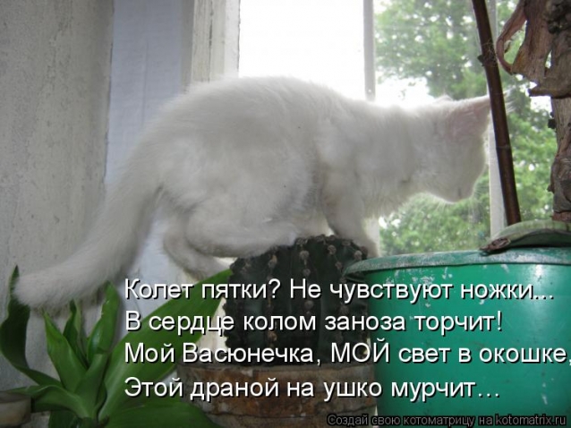 Очередная котоматрица