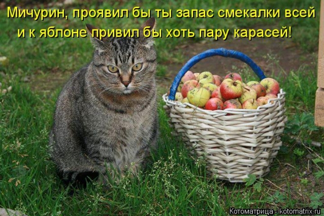 Очередная котоматрица