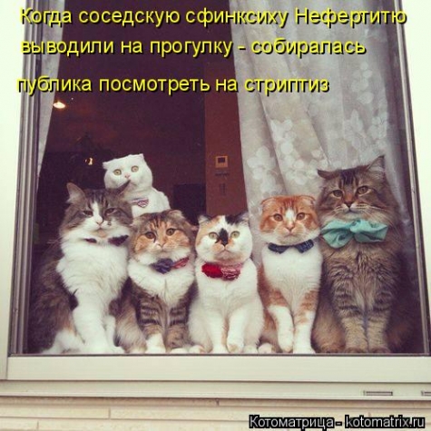 Очередная котоматрица