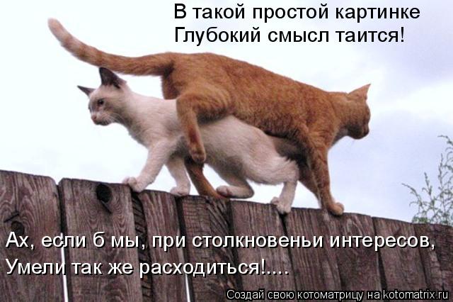 Очередная котоматрица