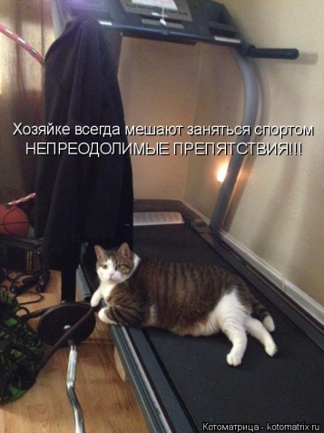 Очередная котоматрица