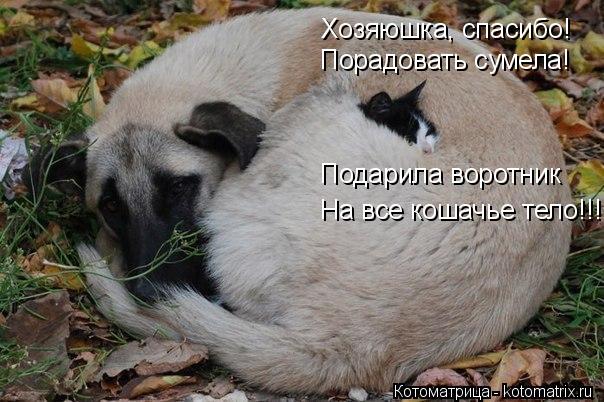 Очередная котоматрица