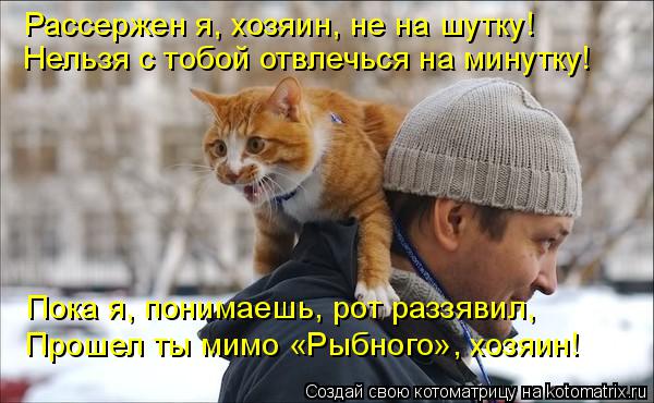 Очередная котоматрица