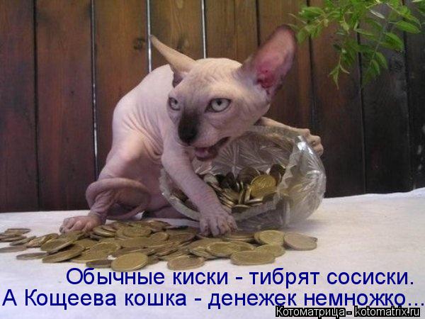 Очередная котоматрица