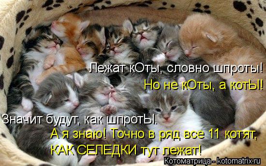 Очередная котоматрица