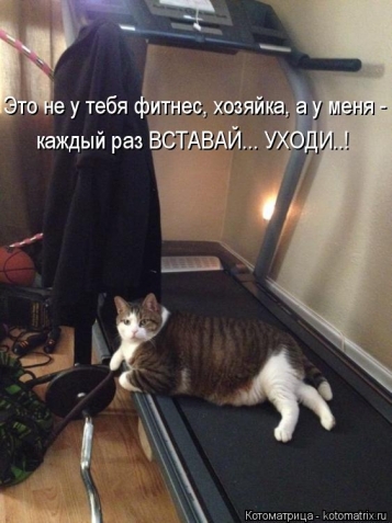 Очередная котоматрица