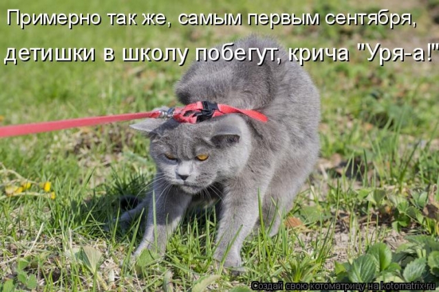 Очередная котоматрица