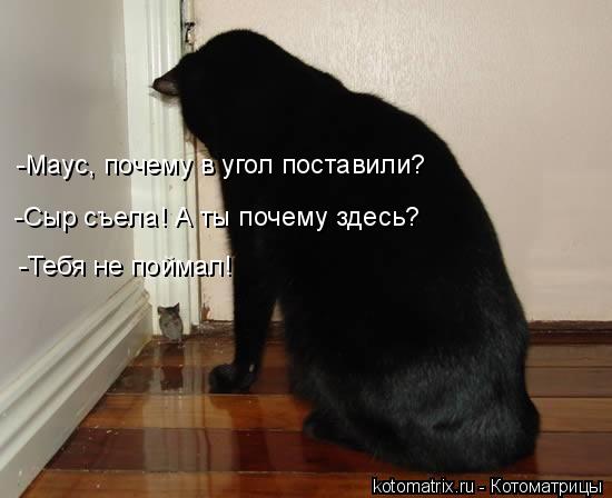 Очередная котоматрица