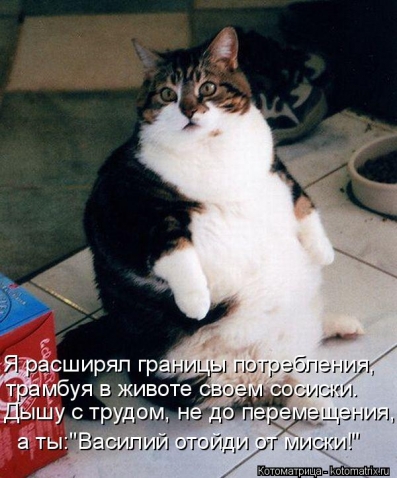 Очередная котоматрица