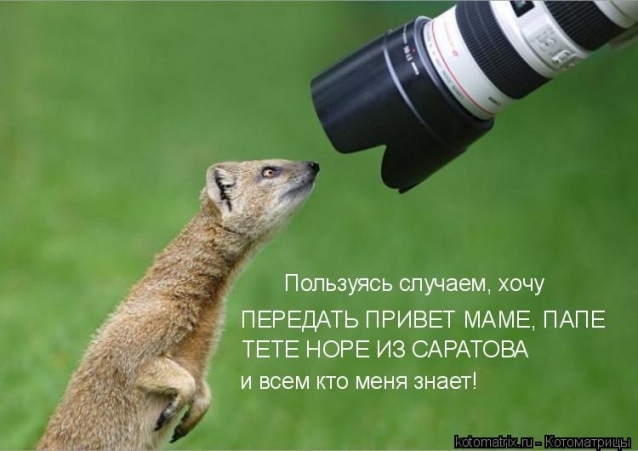 Котоматрица и не только