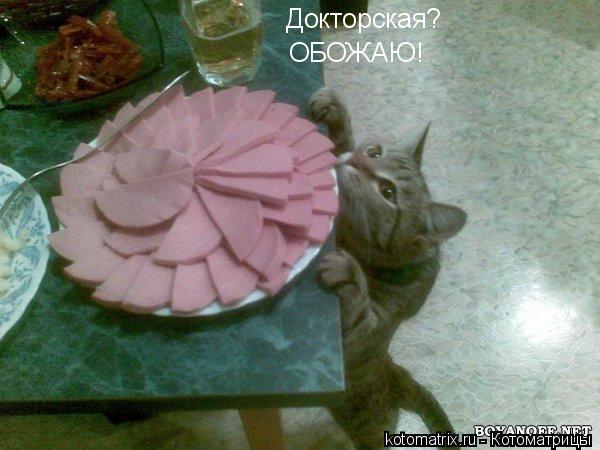 Котоматрица и не только