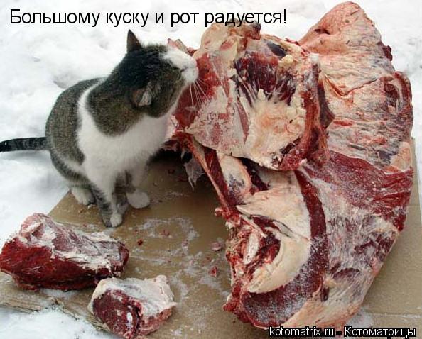 Котоматрица и не только