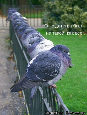 Котоматрица и не только
