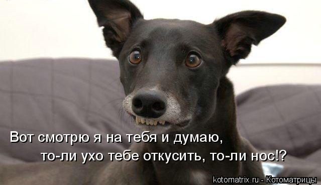Котоматрица и не только