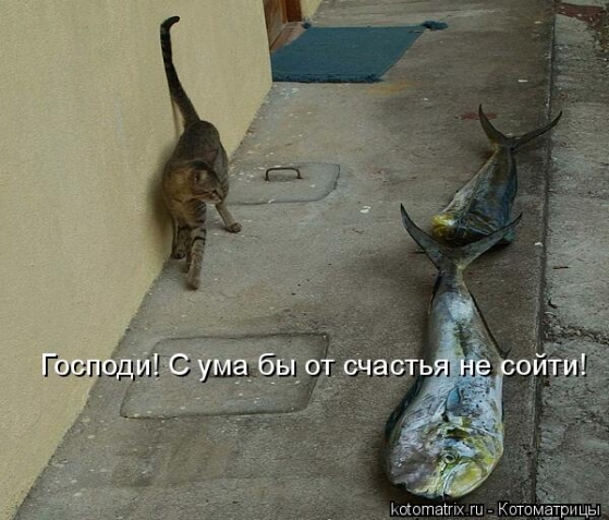 Котоматрица и не только