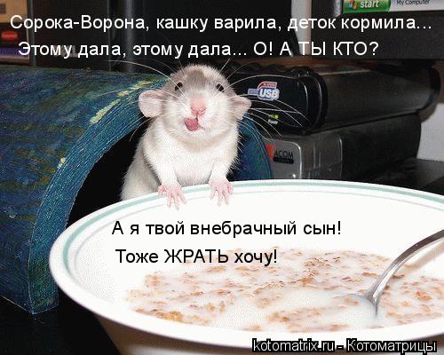 Котоматрица и не только