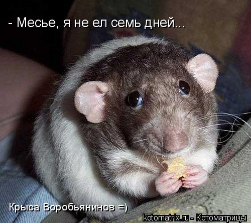 Котоматрица и не только