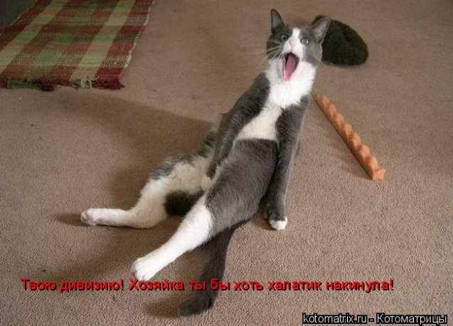 Котоматрица и не только