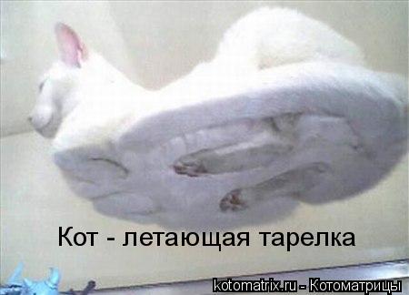 Котоматрица и не только