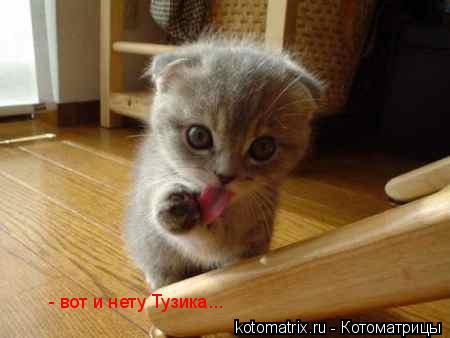 Котоматрица и не только