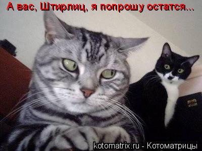 Котоматрица и не только
