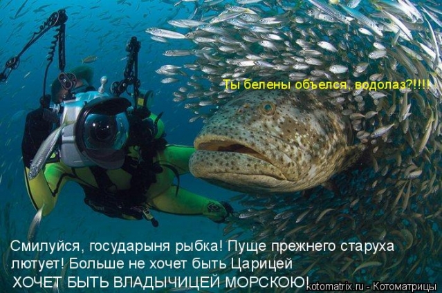 Котоматрица и не только