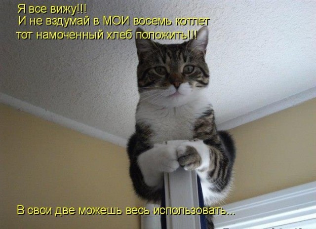 КОТОюмор