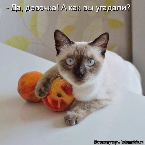 КОТОюмор