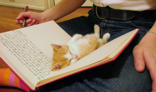 18 котов, нуждающиеся в вашем внимании именно тогда, когда вы читаете