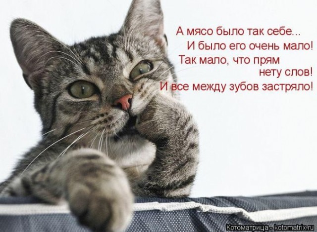 Смешные картинки с животными