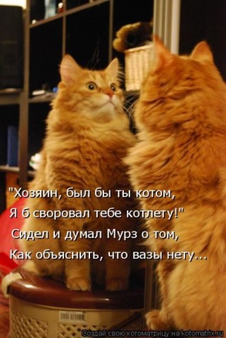 Смешные картинки с животными