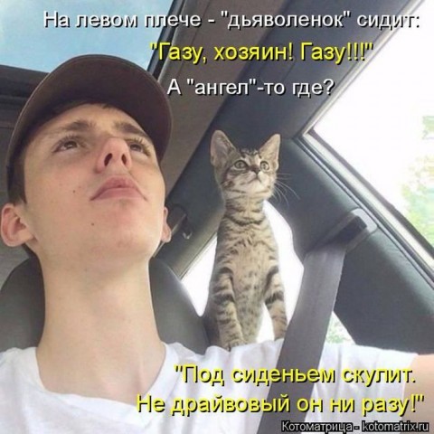 Смешные картинки с животными