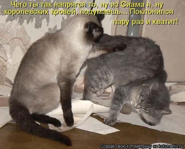 Смешные картинки с животными