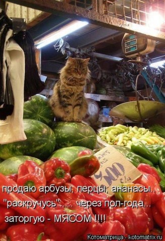 Смешные картинки с животными