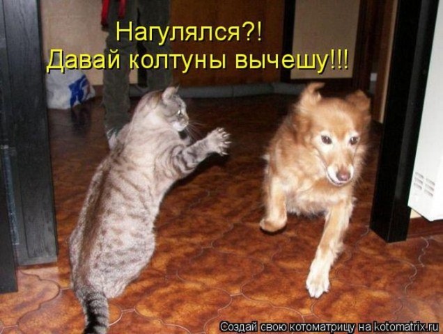 Смешные картинки с животными