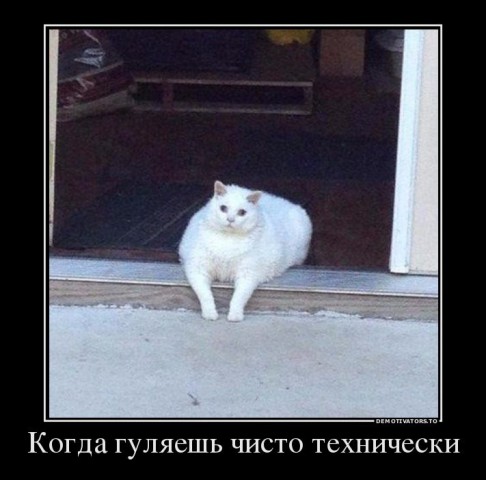Смешные картинки с животными