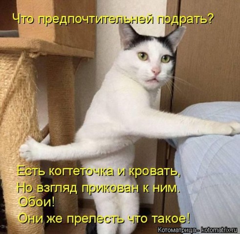 Смешные картинки с животными